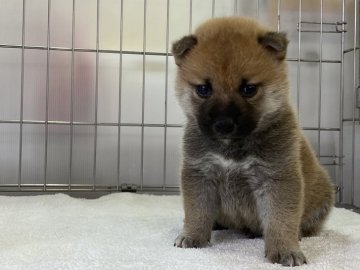 柴犬(標準サイズ)【岡山県・男の子・2021年9月15日・赤】の写真「両親遺伝子検査クリア！
可愛いお顔の男の子です。」