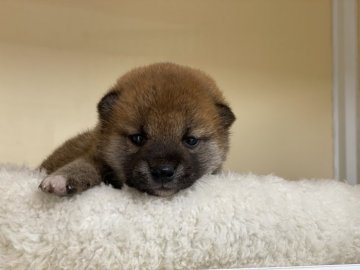 柴犬(標準サイズ)【岡山県・男の子・2021年1月19日・赤】の写真「優しいお顔の男の子」