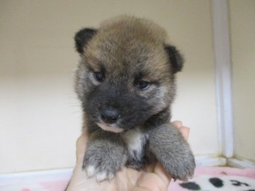 柴犬(標準サイズ)【岡山県・女の子・2020年3月11日・赤】の写真「すくすく成長中です」