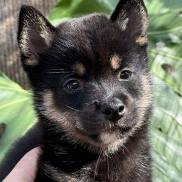 柴犬(豆柴)【岡山県・男の子・2024年7月22日・黒】の写真「明るい性格！オーバーショットもチャームポイント♡」