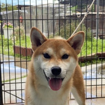 柴犬(標準サイズ)【岡山県・男の子・2022年9月20日・赤】の写真「元気で人懐っこい男の子です。」