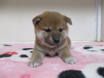 柴犬(標準サイズ)【岡山県・女の子・2020年1月20日・赤】の写真「可愛いお顔の女の子！」