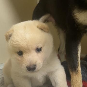 柴犬(豆柴)【岡山県・男の子・2022年11月13日・白】の写真「ふわふわで可愛い豆柴くん」