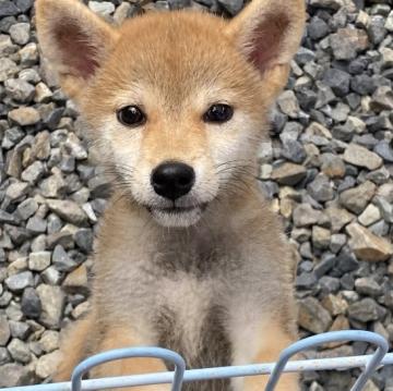 柴犬(標準サイズ)【岡山県・女の子・2022年6月3日・赤】の写真「明るい毛色の女の子」