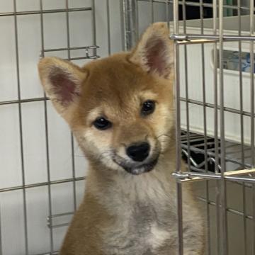 柴犬(標準サイズ)【岡山県・女の子・2022年6月3日・赤】の写真「小ぶりだけど元気いっぱい！」