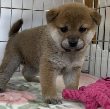 柴犬(標準サイズ)【岡山県・女の子・2023年12月12日・赤】の写真「綺麗な毛色で可愛い女の子！」