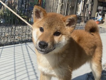 柴犬(標準サイズ)【岡山県・男の子・2021年10月6日・赤】の写真「人懐っこい赤毛の男の子」