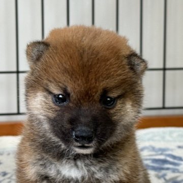 柴犬(豆柴)【岡山県・女の子・2024年8月7日・赤】の写真「あら可愛い♡愛嬌いっぱいの豆柴ちゃん」