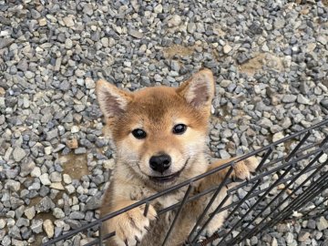 柴犬(標準サイズ)【岡山県・男の子・2020年11月10日・赤】の写真「愛嬌たっぷりの男の子」