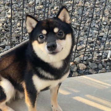 柴犬(豆柴)【岡山県・男の子・2022年7月1日・黒】の写真「可愛いお顔の豆柴くん」