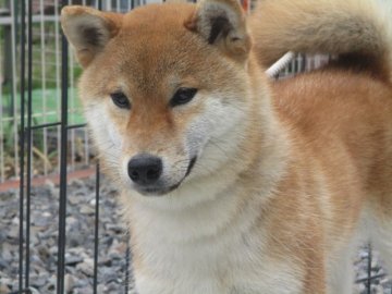 柴犬(標準サイズ)【岡山県・男の子・2020年6月1日・赤】の写真「人懐っこい性格の男の子」