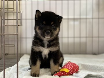 柴犬(標準サイズ)【岡山県・女の子・2021年7月13日・黒】の写真「可愛いお顔の女の子！」