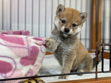 柴犬(標準サイズ)【岡山県・男の子・2021年12月23日・赤】の写真「小ぶりの男の子！」