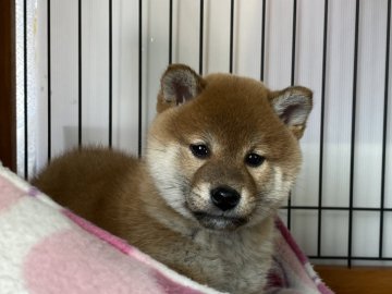 柴犬(標準サイズ)【岡山県・女の子・2021年12月20日・赤】の写真「綺麗な毛色の女の子」