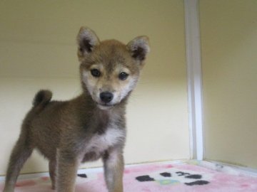 柴犬(標準サイズ)【岡山県・女の子・2020年9月22日・赤】の写真「可愛い目をした女の子」