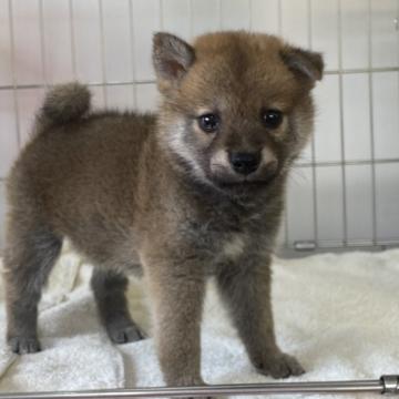 柴犬(標準サイズ)【岡山県・男の子・2022年6月10日・赤】の写真「男の子だけど可愛いお顔の柴犬くん」