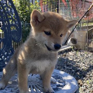 柴犬(標準サイズ)【岡山県・男の子・2022年8月24日・赤】の写真「可愛いお顔の男の子」