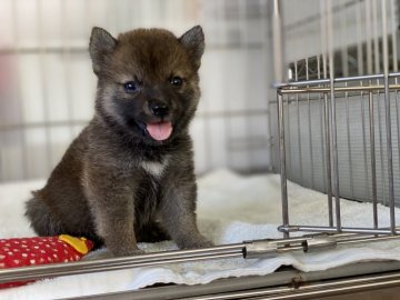 柴犬(標準サイズ)【岡山県・女の子・2021年7月1日・赤】の写真「可愛いお顔の女の子！」