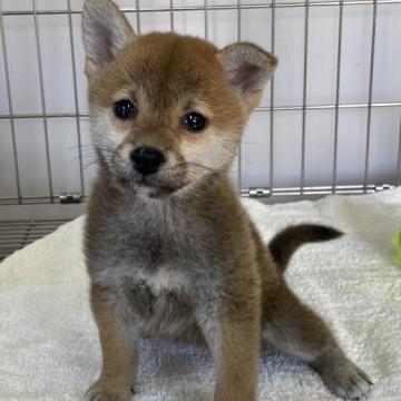 柴犬(標準サイズ)【岡山県・女の子・2022年8月22日・赤】の写真「お目々パッチリの女の子」