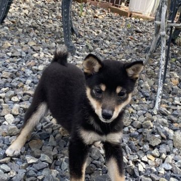 柴犬(豆柴)【岡山県・女の子・2023年1月16日・黒】の写真「フレンドリーで愛嬌いっぱいの豆柴ちゃん！」