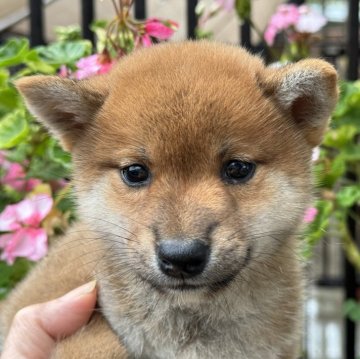 柴犬(標準サイズ)【岡山県・女の子・2024年9月7日・赤】の写真「愛嬌いっぱいの女の子です！父犬 完成犬♡」