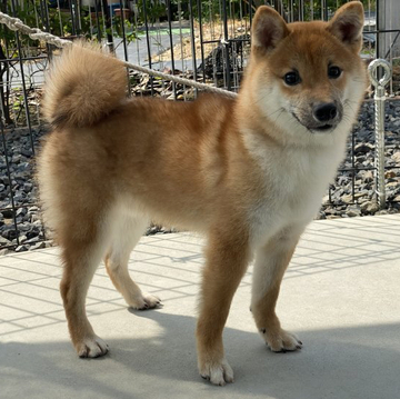 柴犬(豆柴)【岡山県・男の子・2021年11月4日・赤】の写真「きれいな赤毛の豆柴くん」