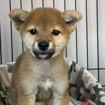 柴犬(標準サイズ)【岡山県・男の子・2022年8月8日・赤】の写真「小ぶりの男の子！」