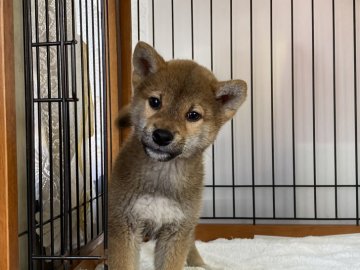 柴犬(標準サイズ)【岡山県・男の子・2021年10月6日・赤】の写真「明るい性格の男の子！」