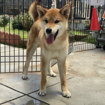 柴犬(標準サイズ)【岡山県・男の子・2023年3月21日・赤】の写真「フレンドリーで明るい性格の柴犬くん！」