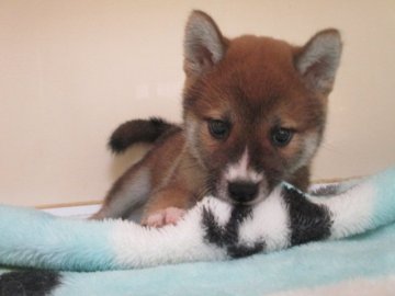 柴犬(標準サイズ)【岡山県・男の子・2020年8月19日・赤】の写真「鼻筋の白ラインがチャームポイント！」