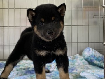 柴犬(標準サイズ)【岡山県・男の子・2021年9月20日・黒】の写真「両親遺伝子検査クリア！可愛いお顔の黒柴くん！」