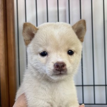 柴犬(豆柴)【岡山県・女の子・2023年8月2日・白】の写真「キョトンとしたお顔が可愛い豆柴ちゃん」