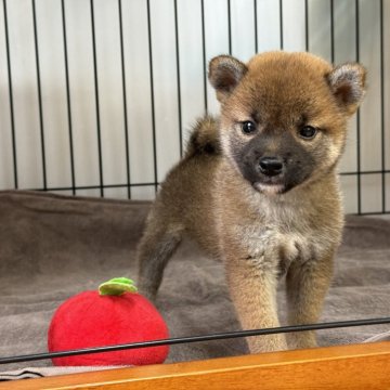 柴犬(標準サイズ)【岡山県・女の子・2024年9月12日・赤】の写真「つぶらな瞳が可愛い女の子♡」