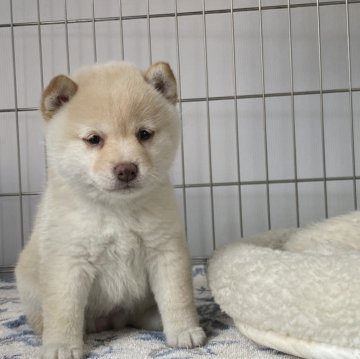 柴犬(豆柴)【岡山県・女の子・2024年2月7日・白】の写真「ふわふわ〜可愛い豆柴ちゃん♡」