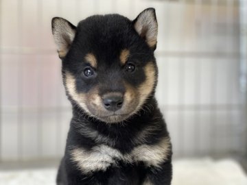 柴犬(標準サイズ)【岡山県・女の子・2021年4月26日・黒】の写真「綺麗な配色の女の子です」