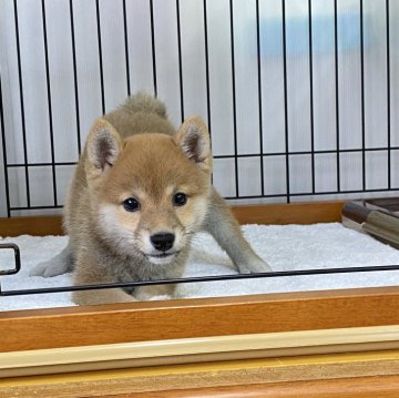 柴犬(豆柴)【岡山県・女の子・2023年10月2日・赤】の写真「丸顔コロコロの豆柴ちゃん」