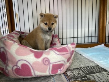 柴犬(標準サイズ)【岡山県・女の子・2021年11月7日・赤】の写真「綺麗な毛色の女の子！」