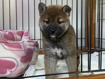 柴犬(標準サイズ)【岡山県・女の子・2021年11月29日・赤】の写真「パピー期限定の口黒ちゃん」