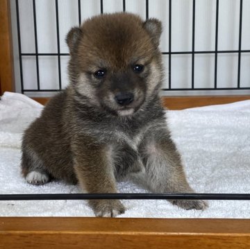 柴犬(豆柴)【岡山県・男の子・2024年4月30日・赤】の写真「豆柴の中でも小柄な両親から誕生した豆柴ちゃん♡」