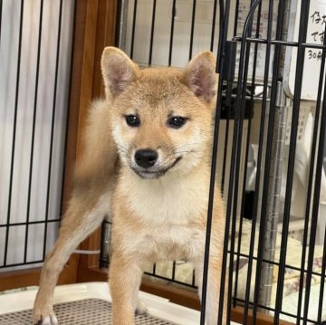 柴犬(標準サイズ)【岡山県・女の子・2024年5月15日・赤】の写真「すくすく育った女の子！パパは完成犬！」