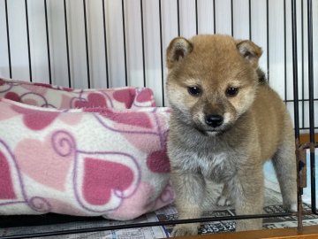 柴犬(標準サイズ)【岡山県・女の子・2021年11月7日・赤】の写真「まる顔で可愛い女の子」