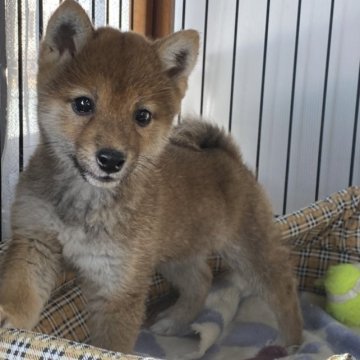 柴犬(豆柴)【岡山県・男の子・2022年12月12日・赤】の写真「コロコロで可愛い豆柴くん！」