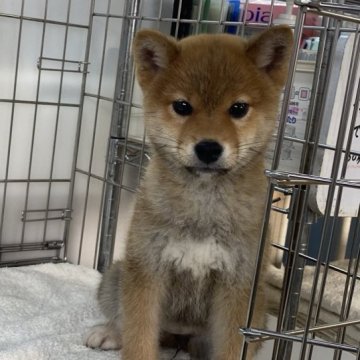 柴犬(標準サイズ)【岡山県・女の子・2022年10月13日・赤】の写真「綺麗な赤毛の人懐っこい女の子です。」