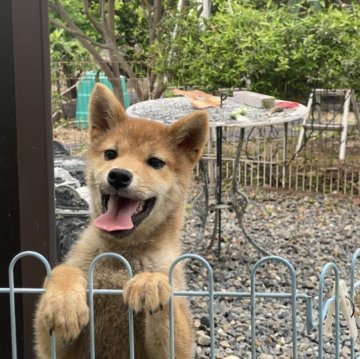 柴犬(標準サイズ)【岡山県・女の子・2022年12月13日・赤】の写真「フレンドリーで可愛い柴犬ちゃん！」