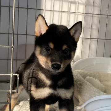 柴犬(標準サイズ)【岡山県・男の子・2023年9月8日・黒】の写真「両親黒毛から生まれた黒柴犬くん」