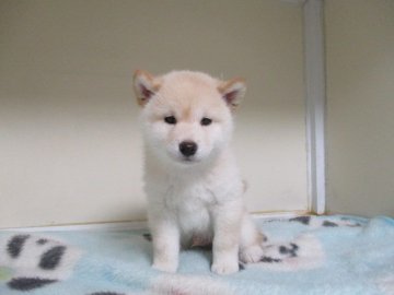 柴犬(標準サイズ)【岡山県・男の子・2020年2月13日・淡赤】の写真「丸顔の白柴くんです」