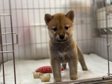 柴犬(標準サイズ)【岡山県・女の子・2021年7月1日・赤】の写真「可愛いお顔の女の子！両親遺伝子検査クリア。」