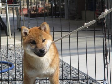 柴犬(標準サイズ)【岡山県・女の子・2020年8月25日・赤】の写真「明るい性格の女の子」