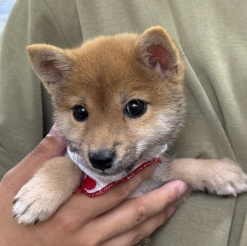 柴犬(豆柴)【岡山県・女の子・2024年4月30日・赤】の写真「お目々パッチリ！可愛い豆柴ちゃん♡」