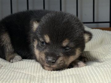 柴犬(標準サイズ)【岡山県・女の子・2022年4月19日・黒】の写真「配色が綺麗な黒豆柴ちゃん」